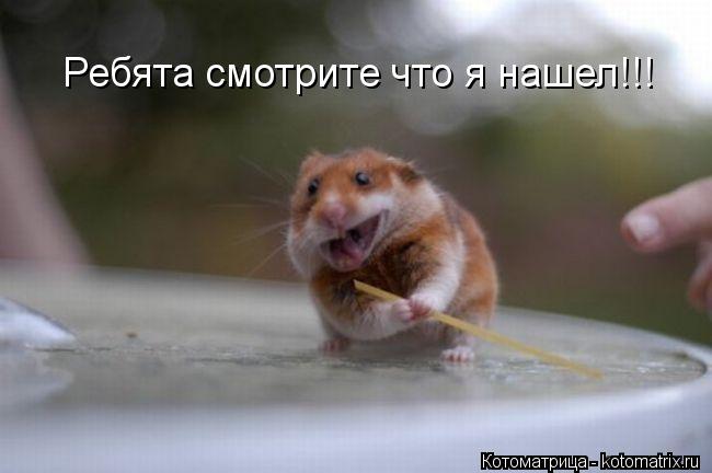 Ребята Ребята смотрите что я нашел!!!... Котоматрица: Ребята Ребята смотрите что я нашел!!!
