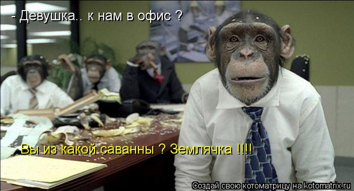 - Девушка.. к нам в офис ? Вы из какой саванны ? Землячка !!!!... Котоматрица: - Девушка.. к нам в офис ? Вы из какой саванны ? Землячка !!!!