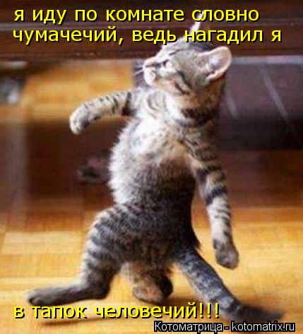 я иду по комнате словно чумачечий, ведь нагадил я в тапок человечий!!!... Котоматрица: я иду по комнате словно чумачечий, ведь нагадил я в тапок человечий!!!