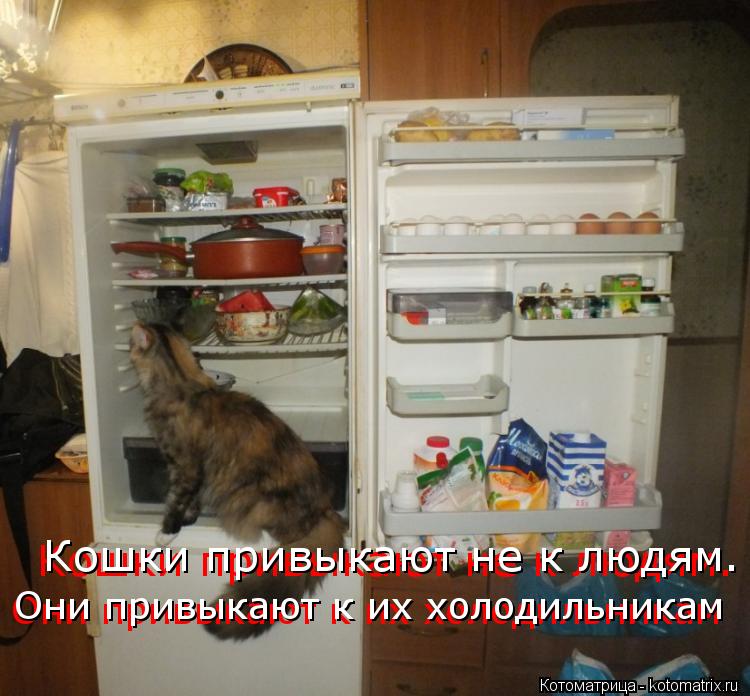 Кошки привыкают не к людям. Кошки привыкают не к людям. Они привыкают к их холодильникам Они привык... Котоматрица: Кошки привыкают не к людям. Кошки привыкают не к людям. Они привыкают к их холодильникам Они привыкают к их холодильникам
