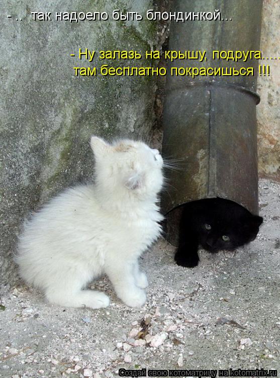 - .. так надоело быть блондинкой... - Ну залазь на крышу, подруга..... там бесплатно покрасишься !!!... Котоматрица: - .. так надоело быть блондинкой... - Ну залазь на крышу, подруга..... там бесплатно покрасишься !!!