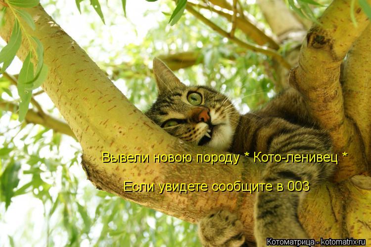 Вывели новою породу * Кото-ленивец * Если увидете сообщите в 003... Котоматрица: Вывели новою породу * Кото-ленивец * Если увидете сообщите в 003