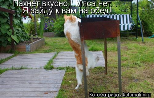 Пахнет вкусно...Мяса нет... Я зайду к вам на обед!... Котоматрица: Пахнет вкусно...Мяса нет... Я зайду к вам на обед!