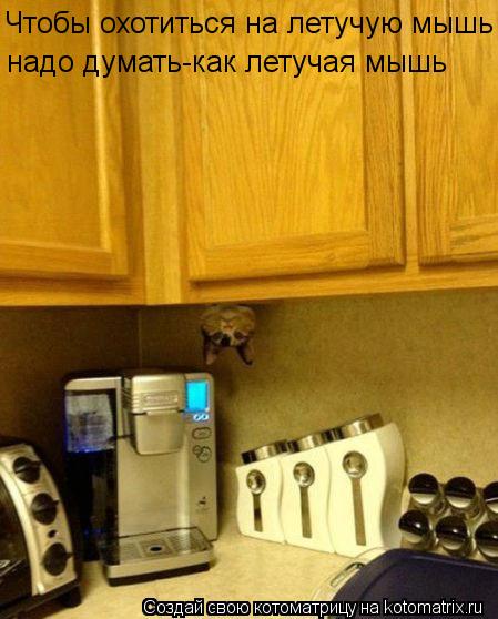 Чтобы охотиться на летучую мышь надо думать-как летучая мышь... Котоматрица: Чтобы охотиться на летучую мышь надо думать-как летучая мышь