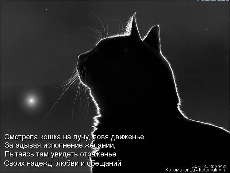 Смотрела кошка на луну, ловя движенье, Загадывая исполнение желаний, Пытаясь там увидеть отраженье Св... Котоматрица: Смотрела кошка на луну, ловя движенье, Загадывая исполнение желаний, Пытаясь там увидеть отраженье Своих надежд, любви и обещаний.