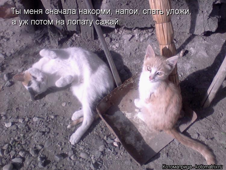 Ты меня сначала накорми, напои, спать уложи, а уж потом на лопату сажай... Котоматрица: Ты меня сначала накорми, напои, спать уложи, а уж потом на лопату сажай
