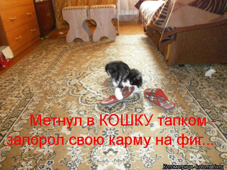 Метнул в КОШКУ тапком - запорол свою карму на фиг...... Котоматрица: Метнул в КОШКУ тапком - запорол свою карму на фиг...