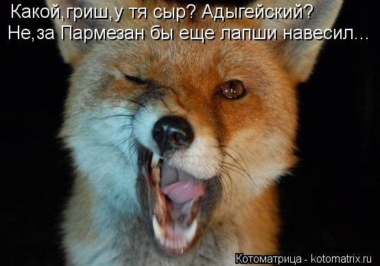 Какой,гриш,у тя сыр? Адыгейский? Не,за Пармезан бы еще лапши навесил...... Котоматрица: Какой,гриш,у тя сыр? Адыгейский? Не,за Пармезан бы еще лапши навесил...