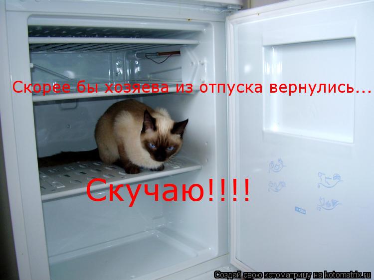 Котоматрица: Скорее бы хозяева из отпуска вернулись... Скучаю!!!!