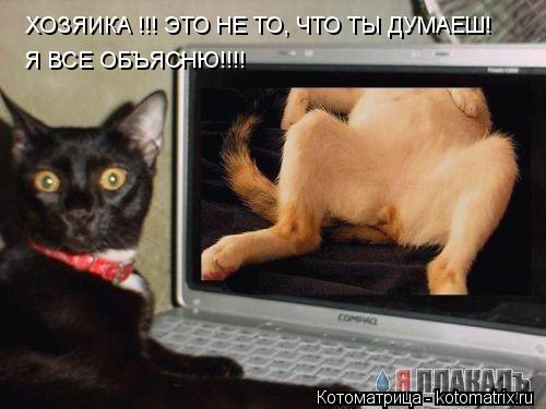 ХОЗЯИКА !!! ЭТО НЕ ТО, ЧТО ТЫ ДУМАЕШ! Я ВСЕ ОБЪЯСНЮ!!!!... Котоматрица: ХОЗЯИКА !!! ЭТО НЕ ТО, ЧТО ТЫ ДУМАЕШ! Я ВСЕ ОБЪЯСНЮ!!!!
