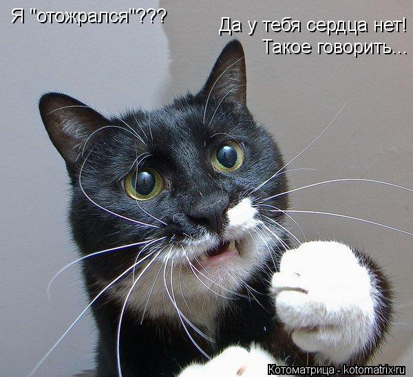 Я "отожрался"??? Да у тебя сердца нет! Такое говорить...... Котоматрица: Я "отожрался"??? Да у тебя сердца нет! Такое говорить...