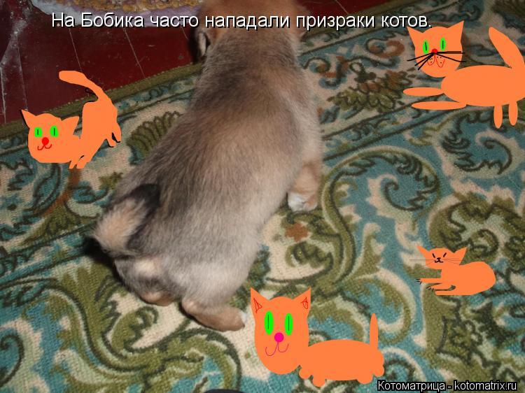 На Бобика часто нападали призраки котов.... Котоматрица: На Бобика часто нападали призраки котов.