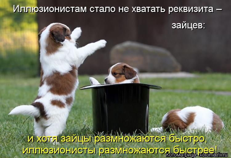 Иллюзионистам стало не хватать реквизита – зайцев: иллюзионисты размножаются быстрее! и хотя зайцы ... Котоматрица: Иллюзионистам стало не хватать реквизита – зайцев: иллюзионисты размножаются быстрее! и хотя зайцы размножаются быстро,