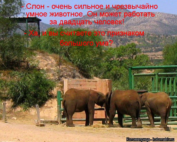 - Слон - очень сильное и чрезвычайно умное животное. Он может работать за двадцать человек! - Ха, и в... Котоматрица: - Слон - очень сильное и чрезвычайно умное животное. Он может работать за двадцать человек! - Ха, и вы считаете это признаком большого ума?