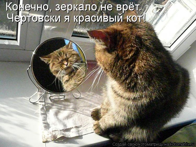 Конечно, зеркало не врёт. Чертовски я красивый кот!... Котоматрица: Конечно, зеркало не врёт. Чертовски я красивый кот!