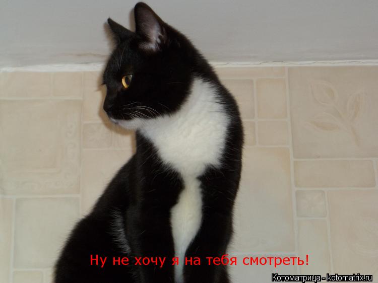 Ну не хочу я на тебя смотреть!... Котоматрица: Ну не хочу я на тебя смотреть!
