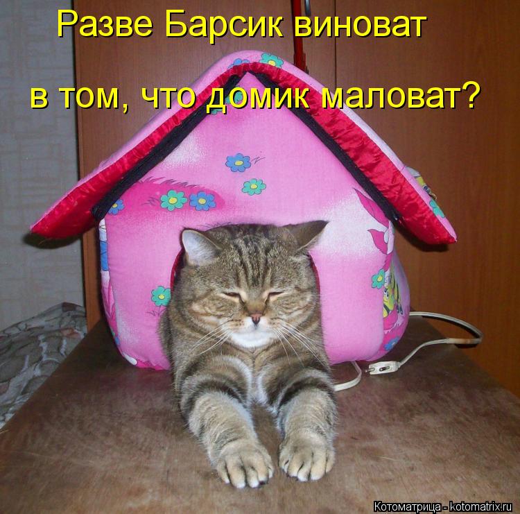 Разве Барсик виноват в том, что домик маловат?... Котоматрица: Разве Барсик виноват в том, что домик маловат?