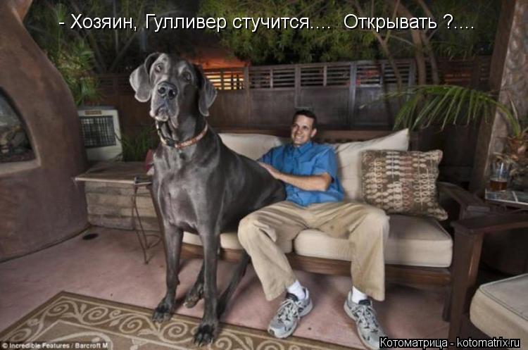 - Хозяин, Гулливер стучится.... Открывать ?....... Котоматрица: - Хозяин, Гулливер стучится.... Открывать ?....
