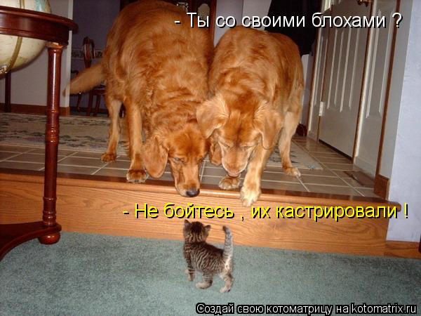 - Ты со своими блохами ? - Не бойтесь , их кастрировали !... Котоматрица: - Ты со своими блохами ? - Не бойтесь , их кастрировали !