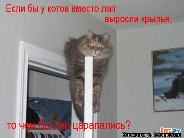 Если бы у котов вместо лап выросли крылья, то чем бы они царапались?... Котоматрица: Если бы у котов вместо лап выросли крылья, то чем бы они царапались?