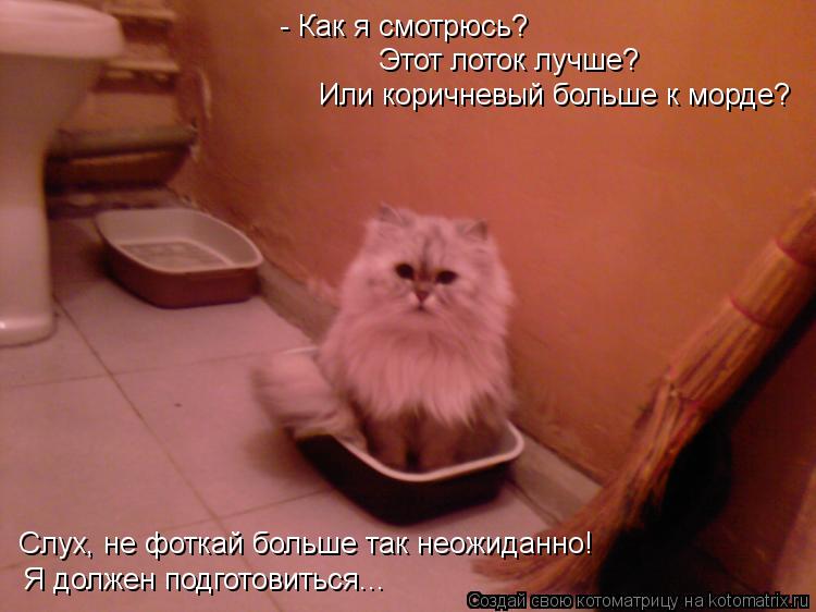 - Как я смотрюсь? Этот лоток лучше? Или коричневый больше к морде? Слух, не фоткай больше так неожида... Котоматрица: - Как я смотрюсь? Этот лоток лучше? Или коричневый больше к морде? Слух, не фоткай больше так неожиданно! Я должен подготовиться...