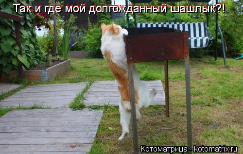 Так и где мой долгожданный шашлык?! Так и где мой долгожданный шашлык?! Так и где мой долгожданный ... Котоматрица: Так и где мой долгожданный шашлык?! Так и где мой долгожданный шашлык?! Так и где мой долгожданный шашлык?! Так и где мой долгожданный шашлы