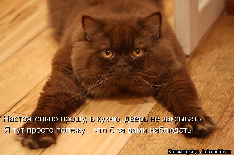 Настоятельно прошу, в кухню, дверь не закрывать Я тут просто полежу... что б за вами наблюдать!... Котоматрица: Настоятельно прошу, в кухню, дверь не закрывать Я тут просто полежу... что б за вами наблюдать!