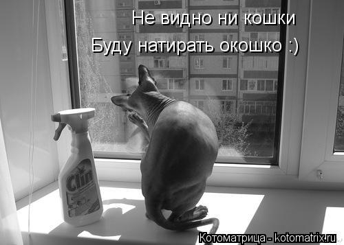 Котоматрица: Не видно ни кошки Буду натирать окошко :)