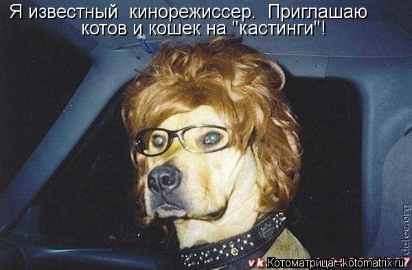 Я известный кинорежиссер. Приглашаю котов и кошек на "кастинги"!... Котоматрица: Я известный кинорежиссер. Приглашаю котов и кошек на "кастинги"!