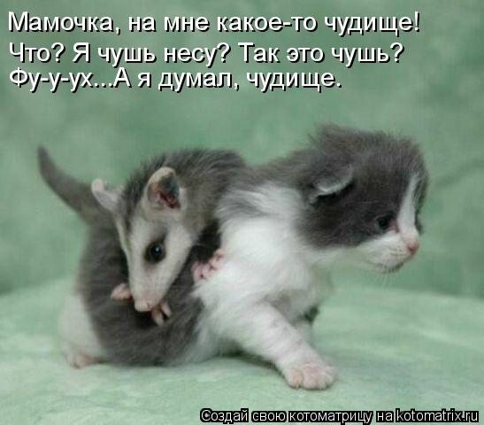 Мамочка, на мне какое-то чудище! Что? Я чушь несу? Так это чушь? Фу-у-ух...А я думал, чудище.... Котоматрица: Мамочка, на мне какое-то чудище! Что? Я чушь несу? Так это чушь? Фу-у-ух...А я думал, чудище.