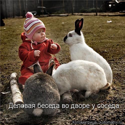 Котоматрица: Деловая беседа во дворе у соседа.