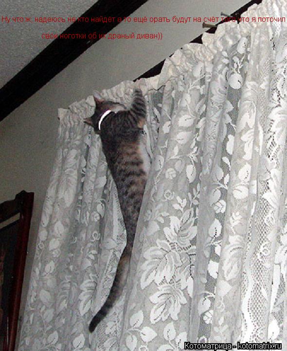 Котоматрица: Ну что ж, надеюсь не кто найдёт а то ещё орать будут на счёт того что я поточил свои ноготки об их драный диван))