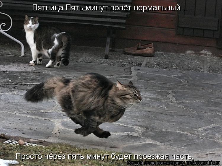 Пятница.Пять минут полёт нормальный... Просто через пять минут будет проезжая часть.... Котоматрица: Пятница.Пять минут полёт нормальный... Просто через пять минут будет проезжая часть.