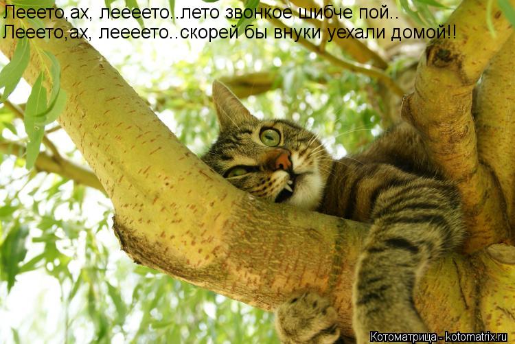 Лееето,ах, леееето..лето звонкое шибче пой.. Лееето,ах, леееето..скорей бы внуки уехали домой!!... Котоматрица: Лееето,ах, леееето..лето звонкое шибче пой.. Лееето,ах, леееето..скорей бы внуки уехали домой!!