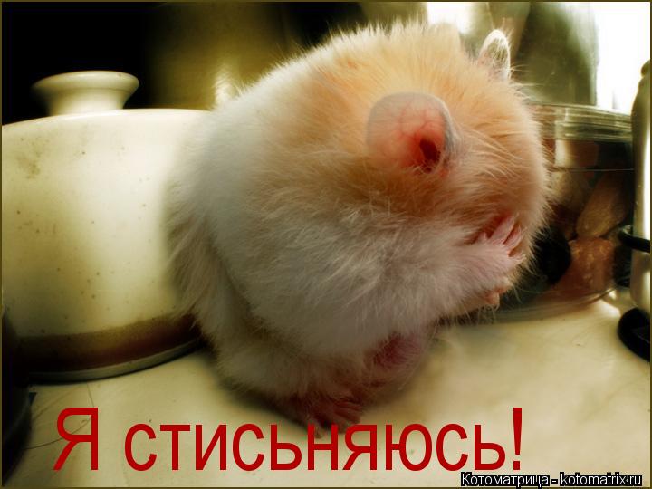 Я стисьняюсь!... Котоматрица: Я стисьняюсь!