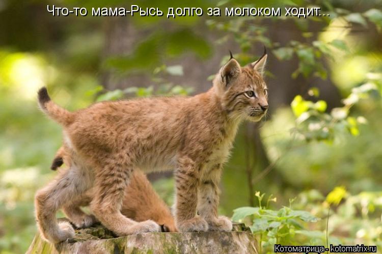 Что-то мама-Рысь долго за молоком ходит...... Котоматрица: Что-то мама-Рысь долго за молоком ходит...