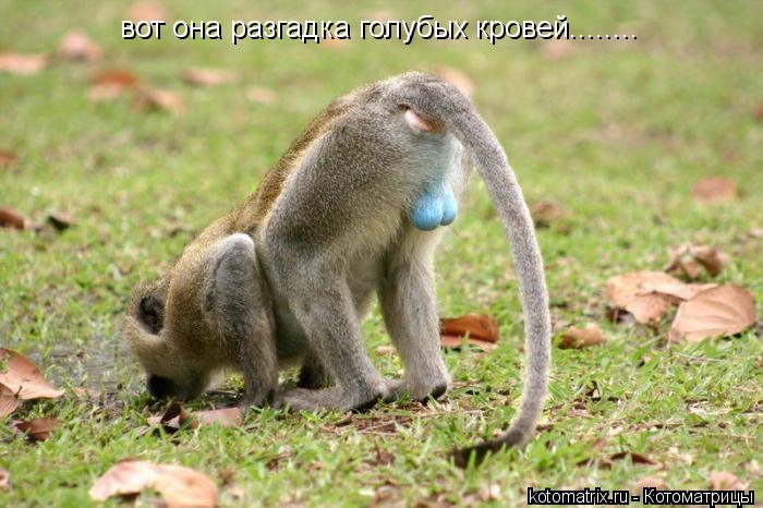 вот она разгадка голубых кровей........... Котоматрица: вот она разгадка голубых кровей........