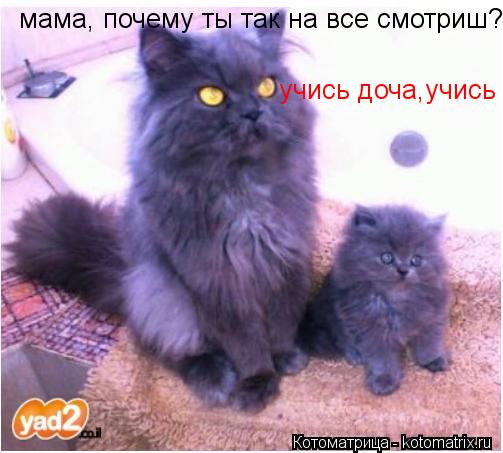 мама, почему ты так на все смотриш? учись доча,учись... Котоматрица: мама, почему ты так на все смотриш? учись доча,учись