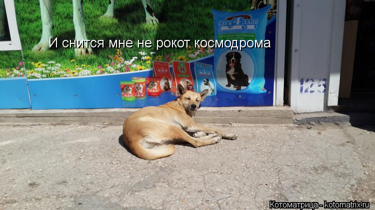 И снится мне не рокот космодрома... Котоматрица: И снится мне не рокот космодрома