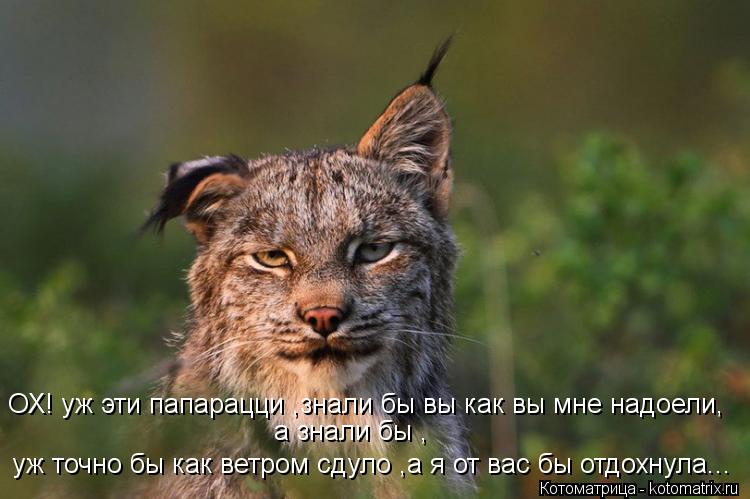 уж точно бы как ветром сдуло ,а я от вас бы отдохнула... ОХ! уж эти папарацци ,знали бы вы как вы мне... Котоматрица: уж точно бы как ветром сдуло ,а я от вас бы отдохнула... ОХ! уж эти папарацци ,знали бы вы как вы мне надоели, а знали бы ,