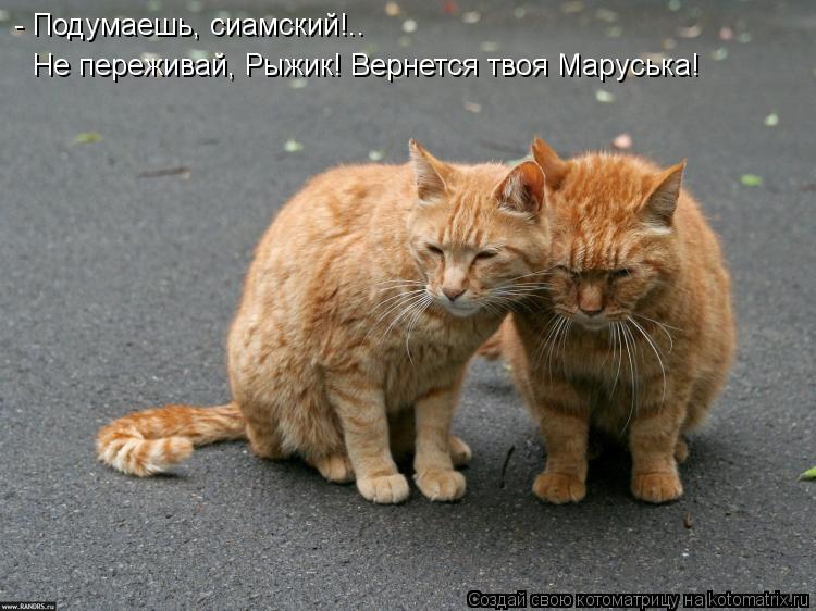 Не переживай, Рыжик! Вернется твоя Маруська! - Подумаешь, сиамский!..... Котоматрица: Не переживай, Рыжик! Вернется твоя Маруська! - Подумаешь, сиамский!..