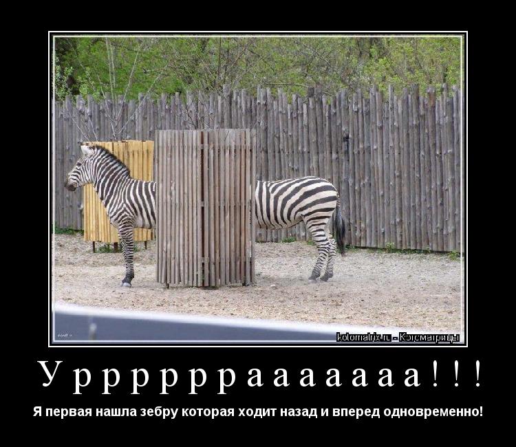 Уррррррааааааа!!! Я первая нашла зебру которая ходит назад и вперед одновременно!... Котоматрица: Уррррррааааааа!!! Я первая нашла зебру которая ходит назад и вперед одновременно!