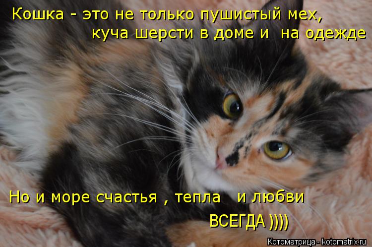 Кошка - это не только пушистый мех, куча шерсти в доме и на одежде Но и море счастья , тепла и люб... Котоматрица: Кошка - это не только пушистый мех, куча шерсти в доме и на одежде Но и море счастья , тепла и любви ВСЕГДА ))))