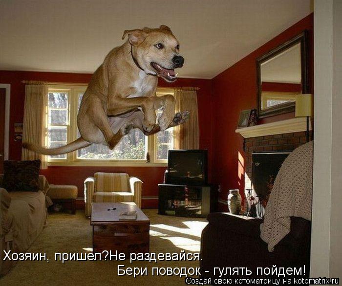 Хозяин, пришел?Не раздевайся. Бери поводок - гулять пойдем!... Котоматрица: Хозяин, пришел?Не раздевайся. Бери поводок - гулять пойдем!