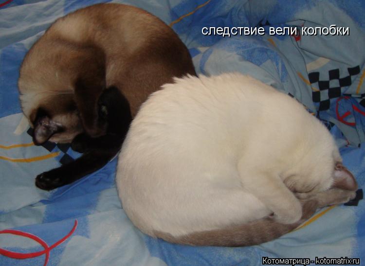 следствие вели колобки... Котоматрица: следствие вели колобки