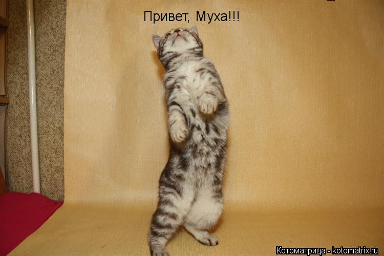 Привет, Муха!!!... Котоматрица: Привет, Муха!!!