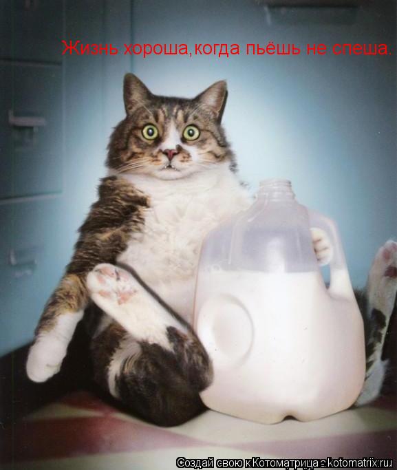 Жизнь хороша,когда пьёшь не спеша.... Котоматрица: Жизнь хороша,когда пьёшь не спеша.