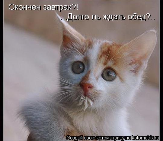 Окончен завтрак?! ...Долго ль ждать обед?..... Котоматрица: Окончен завтрак?! ...Долго ль ждать обед?..