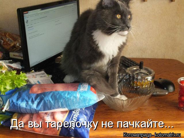 Да вы тарелочку не пачкайте...... Котоматрица: Да вы тарелочку не пачкайте...