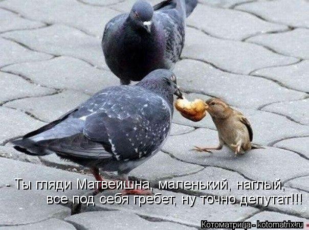 - Ты гляди Матвеишна, маленький, наглый, все под себя гребет, ну точно депутат!!!... Котоматрица: - Ты гляди Матвеишна, маленький, наглый, все под себя гребет, ну точно депутат!!!
